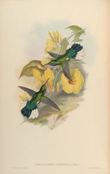 Campylopterus ensipennis